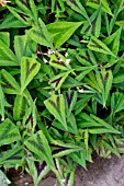 PERSICARIA MICROCEPHALA ‘PURPLE FANTASY’