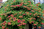 CAMPSIS RADICANS