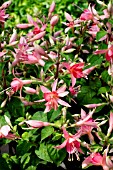 FUCHSIA ‘PRINCESS CHARLOTTE’