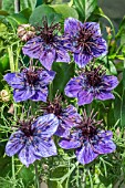 NIGELLA PAPILLOSA ‘MIDNIGHT’