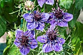 NIGELLA PAPILLOSA ‘MIDNIGHT’