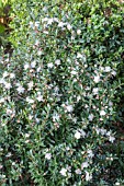 MYRTUS COMMUNIS SUBSP. TARENTINA (AGM)