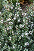 MYRTUS COMMUNIS SUBSP. TARENTINA  AGM