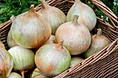 ONION ROBINSONS GIANT IMPROVED