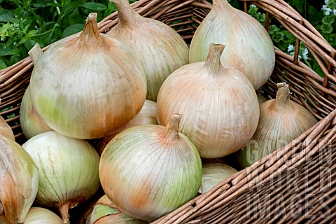 ONION_ROBINSONS_GIANT_IMPROVED