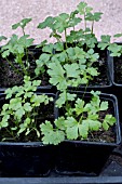 FLAT-LEAVED PARSLEY SEEDLINGS