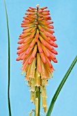 KNIPHOFIA PAPAYA POPSICLE