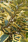 ELEAGNUS X EBBINGEI GILT EDGE