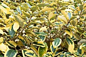 ELEAGNUS X EBBINGEI GILT EDGE