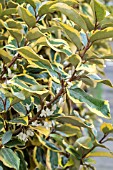 ELEAGNUS X EBBINGEI GILT EDGE