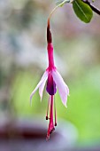 FUCHSIA MAGELLANICA LADY BACON