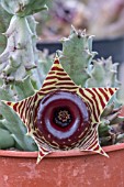 HUERNIA ZEBRINA