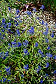 CARYOPTERIS X CLANDONENSIS WORCESTER GOLD