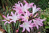 AMARYLLIS BELLADONNA