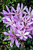 COLCHICUM LILAC WONDER