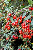 ROSA GLAUCA