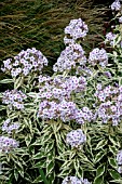 PHLOX PANICULATA NORAH LEIGH