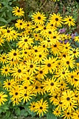 RUDBECKIA FULGIDA VAR. SULLIVANTII GOLDSTURM