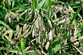 CHASMANTHIUM LATIFOLIUM