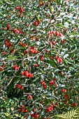 ROSA GLAUCA HIPS