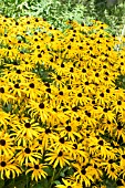 RUDBECKIA FULGIDA VAR. SULLIVANTII GOLDSTURM