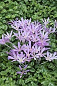 COLCHICUM LILAC WONDER