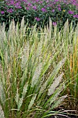 CALAMAGROSTIS BRACHYTRICHA