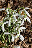 GALANTHUS REGINAE-OLGEA