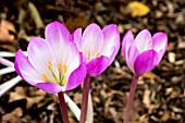 COLCHICUM GLORY OF THREAVE