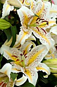 LILIUM AURATUM GOLD BAND