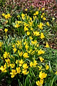 STERNBERGIA LUTEA