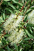 CALLISTEMON SALIGNUS