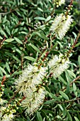 CALLISTEMON SALIGNUS