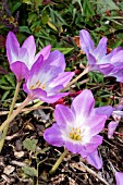 COLCHICUM ROSY DAWN