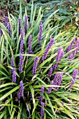 LIRIOPE MUSCARI