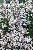 SYMPHYOTRICHUM LATIFOLIUM CHLOE