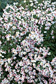 SYMPHYOTRICHUM LATIFOLIUM CHLOE