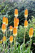 KNIPHOFIA UVARIA