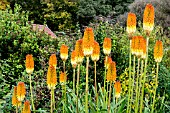 KNIPHOFIA UVARIA