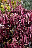 EUONYMUS GRANDIFLORUS RED WINE