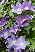 CLEMATIS DIANAS DELIGHT