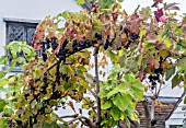 ARCH WITH GRAPES