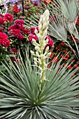 YUCCA ROSTRATA