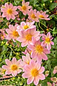 DAHLIA RACHEL DE THAME