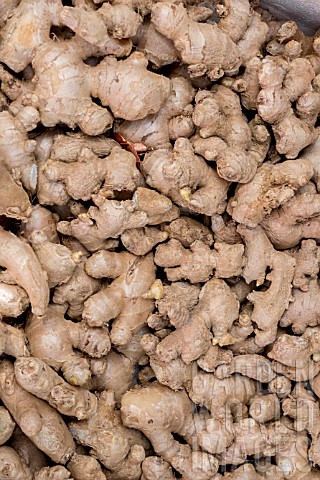 GINGER_ROOT