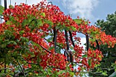 DELONIX REGIA