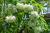 MUSSAENDA PHILLIPICA AURURAE