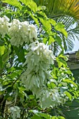 MUSSAENDA PHILLIPICA AURURAE