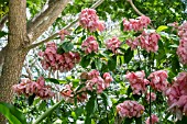 MUSSAENDA ERYTHROPHYLLA ROSEA