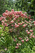 MUSSAENDA ERYTHROPHYLLA ROSEA